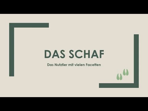Das Schaf einfach und kurz erklärt