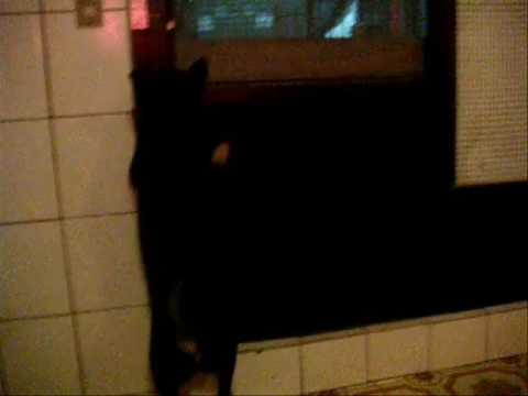 黑柴犬來寶打獵去(血腥畫面令人不適，不喜勿入)(原發表者:babycat_tw)(影片)