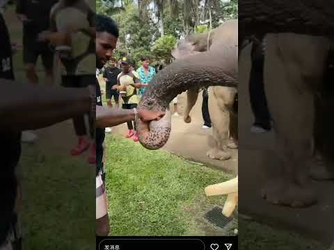 Jason Derulo X Duke & Jones X Louis Theroux X Amelia Dimz X Pitbull - Jiggle To Bali ( Music Video )