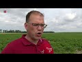 Onderzoek naar goedkope suikerbietenteelt