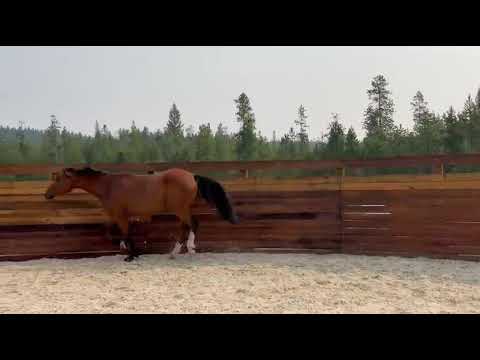 Bodovino video 1