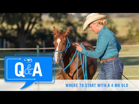 Q&A With Clinton Anderson: Where to Start a 4-Month-Old Horse's Training