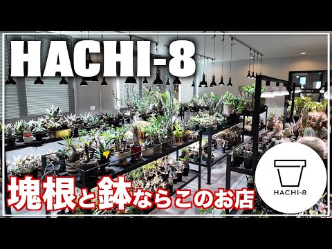 庭から採れた健康な根と塊茎 トピックス