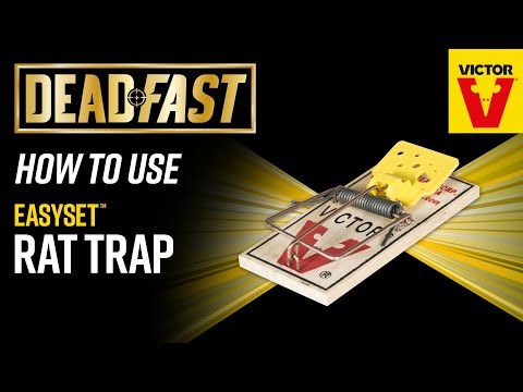 Deadfast Easy Set Rat Trap Video