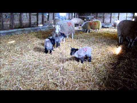 lambing live 2012