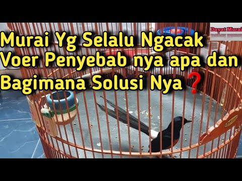 What is the cause of a magpie robin that always messes up its feed and what is the solution?