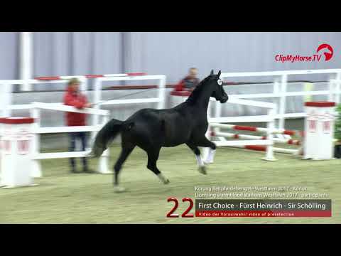 22 Junghengst v. First Choice - Fürst Heinrich