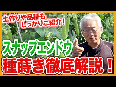 いつ、どのように葵を植えるのですか？ボーナス: メンテナンスのヒント  庭園