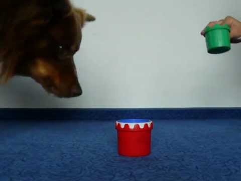 Amazing Dog Trick (RICO THE AUSSIE) - CUP STACKING!!!