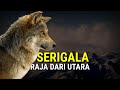 Fakta Unik Serigala Yang Jarang Di Ungkap