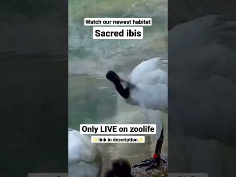 Novo habitat AO VIVO no zoolife 🌱