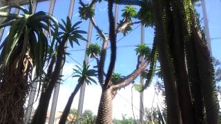 Octopus trees (Didiereaceae Fam) Madagascar