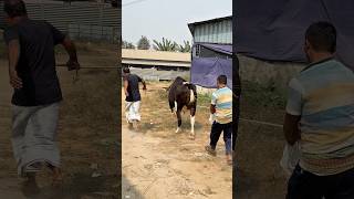 Download lagu Stubborn hefty Holstein Friesian cow runs into the barn 🐄💨 mp3