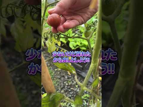 根菜の種まき時期: 根菜を逃さないように園芸家のカレンダーが示していること  庭園