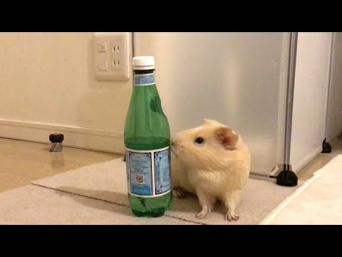 モルモットに関する好奇心