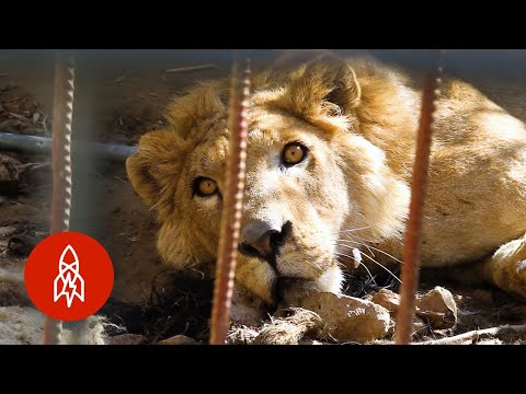 Rescuing Animals From War Zones