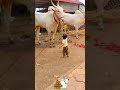 Most Beautiful Killar Bulls