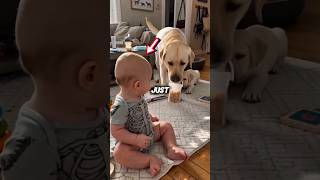 Unbelievable You Wont Believe What This Big Dog Did To The Puppy For The Baby 🤯🍼