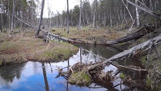 Ловля щуки на лесных реках весной