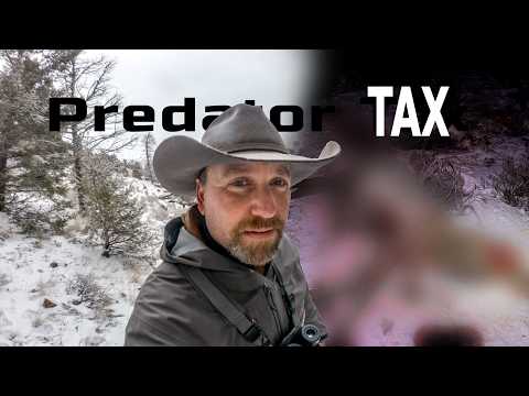 Hunting Down the Predator Tax – Exposing the Wolf!