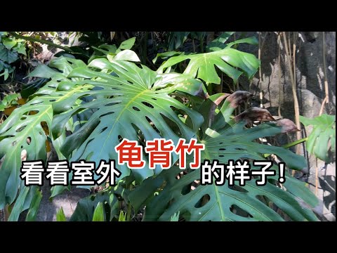 龜背竹 室外