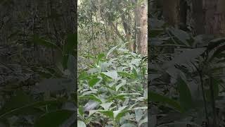 Download lagu Pikat burung samyong di hutan@jjaskar492  mp3