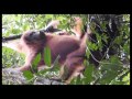 Wild Mating Orangutans