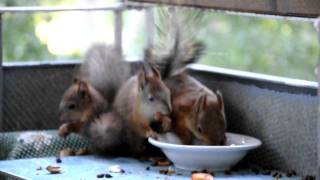 preview picture of video 'The squirrel in a city. Белка в городе. 13'