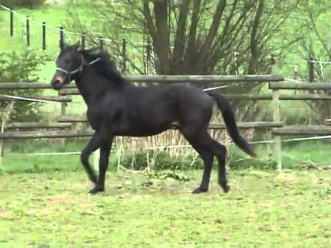 Silberschmied und Belissimo