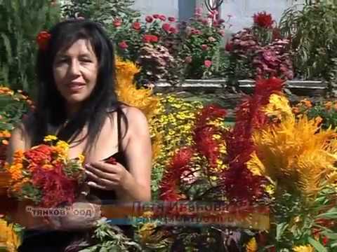 Petia Ivanova - Mari Dimitro lio | Петя Иванова - Мъри Димитро льо