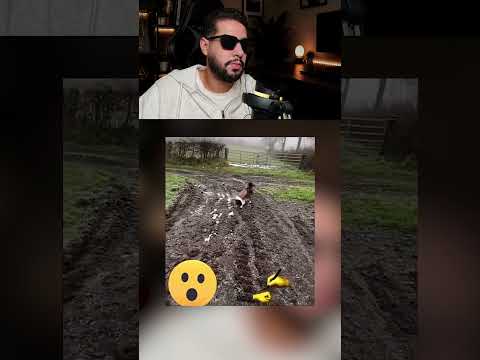سوف تندهشون من قوة حاسة الشم عند الكلاب لن تصدق 😱
