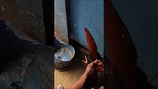 Download lagu slaughtering and cutting up country chicken #cuttingskills #chicken #freshchicken #shorts #short mp3