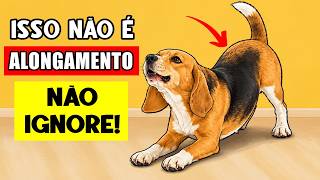 🦮 Se o seu cachorro se espreguiça ao ver você… ISSO é o que realmente significa! 🦮