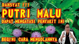 Download lagu 'π€― SENSITIVE LEAVES ARE A GODLY MEDICINE! Here's the Secret to Processing Them for a Healthy Body... mp3 Download lagu 'π€― SENSITIVE LEAVES ARE A GODLY MEDICINE! Here's the Secret to Processing Them for a Healthy Body... mp3