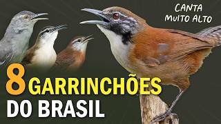 Miniatura do vídeo