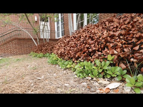 Do Your Hawthorns Look Dead On The Top And Alive On The Bottom?