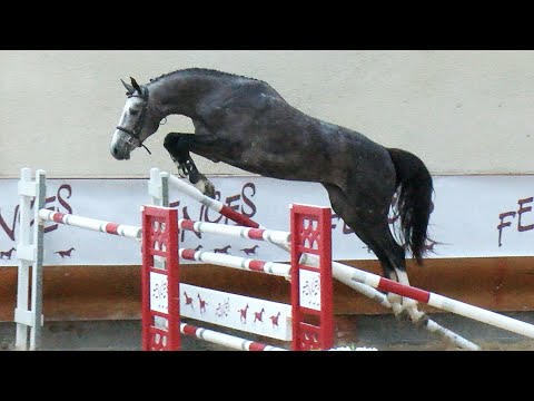 02 - BLUE MONDAY DU LEMANT Z