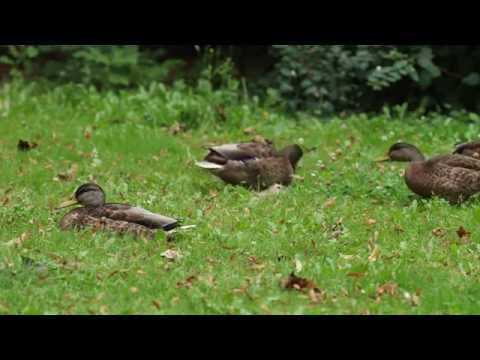 Warszawa o poranku - Canon 1D X Mark II - Warsaw in 4K 60fps -