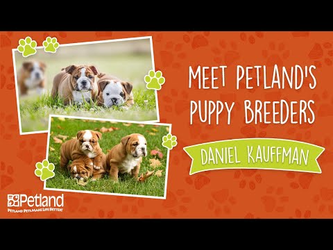 Petland Breeder Vlog Daniel Kauffman – Short Version