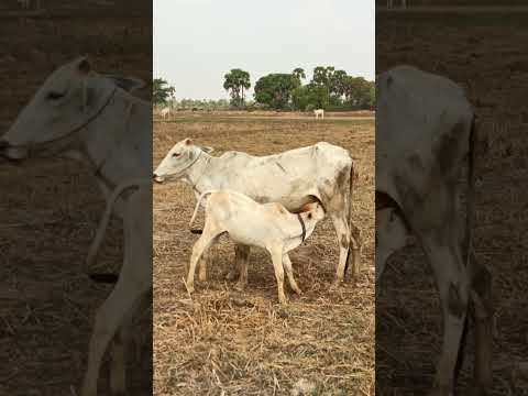 , title : '#cow, cute calf trying to drink milk mather, short cow video, video cow #youtube  #animals #calf'