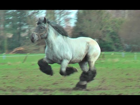 Nine coat colors of the Belgian draft horses