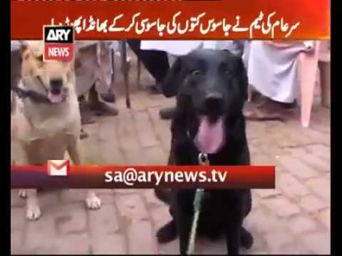 Sar-e-Aam team spies on detective dogs to uncover their reality