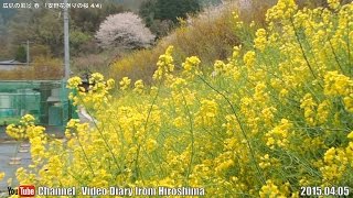 preview picture of video '広島の風景2015春 花見「安野 花祭りの桜4/4」04.05 Scenery of Hiroshima Spring,Cherry Blossom viewing,Yasuno,Akioota'