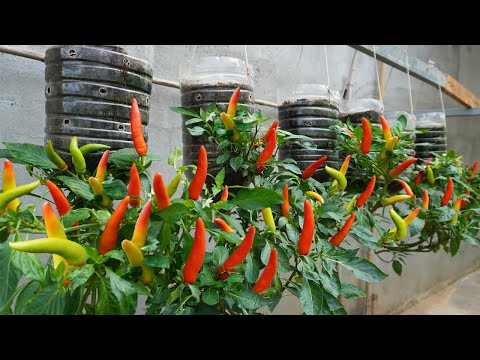 Let s grow bitter melon for your family this way it s very fruity and easy to make