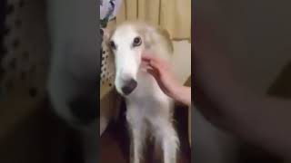 Cover art for scrunkly scrimbo