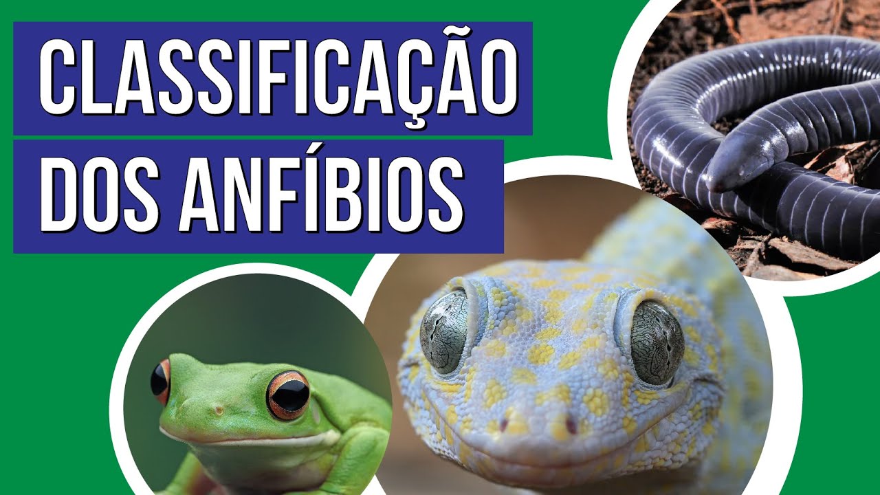 CLASSIFICAÇÃO DOS ANFÍBIOS | Biologia para o Enem | Cláudia de Souza Aguiar