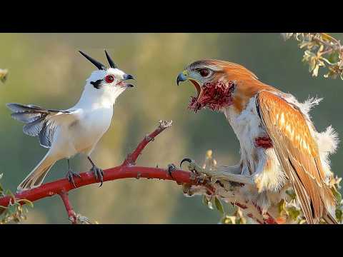 Bird BUTCHER! Even Hawks Are Afraid of This Little Bird! Shrike in action!