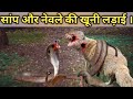 King Cobra And Nevale Ki Khuni Jang सांप और नेवले की लड़ाई