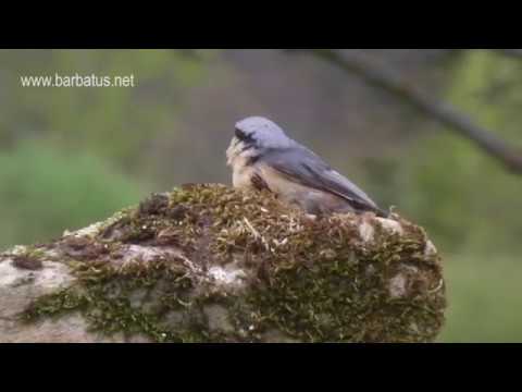 Trepador azul ( Sitta europaea ) Nuthatch