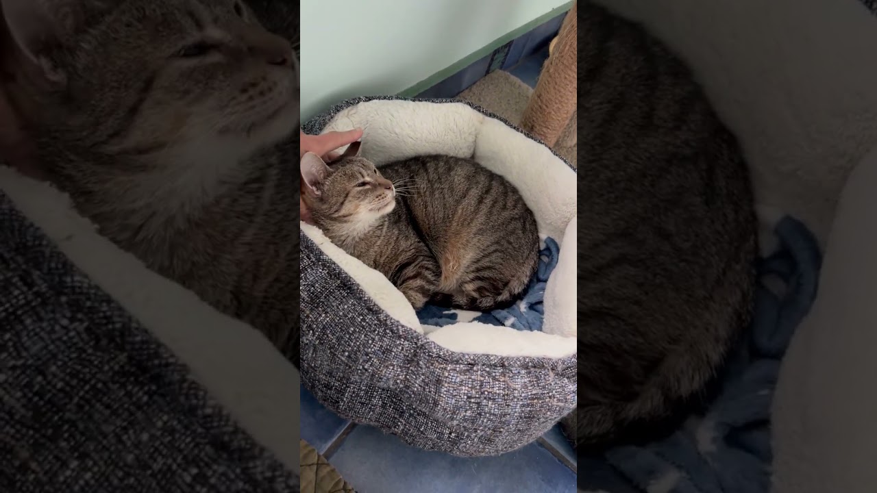 Enlarge Lucy (FCID# 07/23/2025 - 80) C, a Adoptable Tabby in Greenville, DE video 4/6